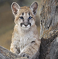 Mountain Lion Cub