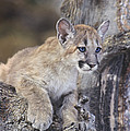 Mountain Lion Cub on Tree Branch