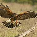Wild Harris Hawk Landing