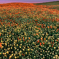 California Poppies at Dawn Lancaster California