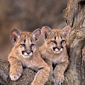 mountain lion cubs felis concolor captive 