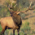 Bull Elk in Rut Bugling Yellowstone Wyoming Wildlife