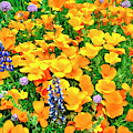 California Poppies and Betham Lupines Southern California