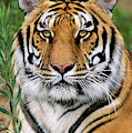 Siberian Tiger Staring Endangered Species Wildlife Rescue