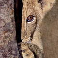 A Lion Cub Plays Hide and Seek Wildlife Rescue