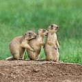 utah prairie dogs utah